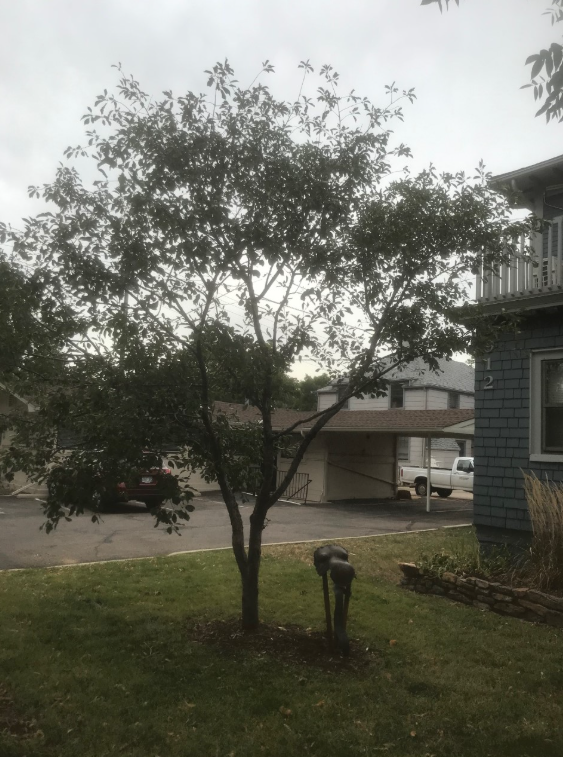 Jocelyn Sandberg - Tree Dedicated to Her Outside of KRCC Building.png
